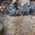 ***CHICKENS*** 1 thumbnail