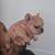 A K C Frenchie pups French bulldog 12 thumbnail