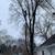 Tree removal, Tree Trimming, Tree Service 2 thumbnail