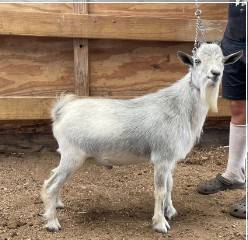 Registered blue-eyed Flat Rock's Buck, proven 1