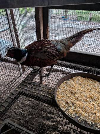 Ring neck pheasant 1