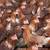 Started Pullets/Young Laying Hens 1 thumbnail
