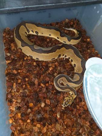 Rehoming Reptiles (Albuquerque)