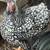 NPIP Certified - 2025 pullets 2 thumbnail