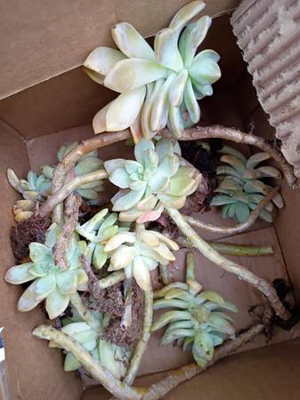 Succulent cuttings 1