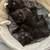 Beautiful British longhair kittens 1 thumbnail