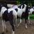 Choice Colts & Yearlings 8 thumbnail