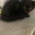 2 Solid Black Kittens & 1 orange and white male 2 thumbnail