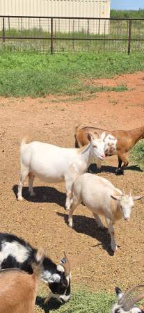 Goats 1