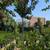 Crepe Myrtle Tree 10 thumbnail