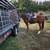 Horse training and saddle starting 11 thumbnail