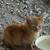 kitten 4 thumbnail