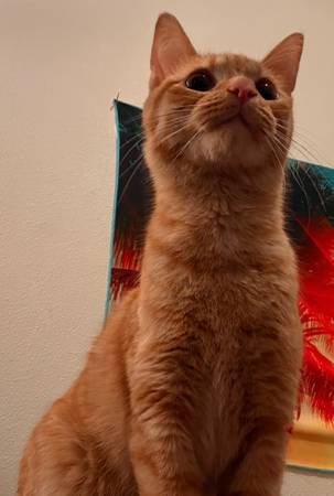 Gatita naranja hembra (Portland)63842374214787120