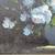 White Flowers Artwork on Gold Gilt Frame, Signed 3 thumbnail