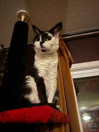 Sweet 3yr old Devon Rex cat (Albany)529848208353536006
