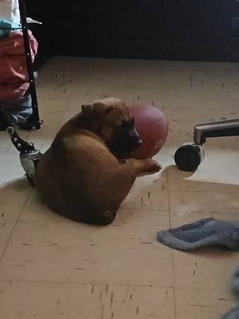 5 pups need a forever home (Oklahoma city)63670608572419123