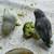 Parrotlets 1 thumbnail
