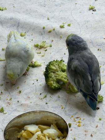 Parrotlets 1
