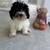 Cavapoo/Bichon Frise 2 thumbnail