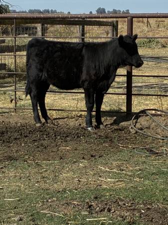 Angus heifer 1
