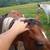 Horse Mature Paint Stallion/grain drill trade in 6 thumbnail