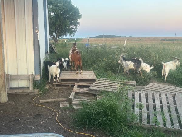 Goat herd 1