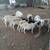 Gallinas y pollitas ,chivos y borregos. 8 thumbnail