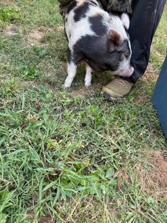 juliana potbelly piglet (chillicothe)63666509448195121