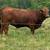 2 Registered Beefmaster Heifers 1 thumbnail