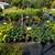 Arborvitae, Crape Myrtle, Sedum, Rose of Sharon, Beautyberry... $6.97 5 thumbnail