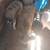 Boar kune pigs for sale 4 thumbnail