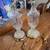Gorgeous Pair of  Hollywood Crystal Lamps 2 thumbnail