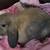 Bunny 1 thumbnail
