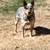 Blue Heeler Pups. 4 thumbnail
