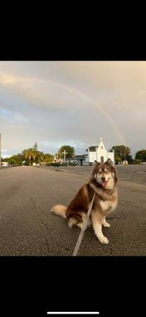 Husky looking for bf 1