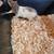 Tail-less rats 3 thumbnail