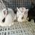 Rabbits 1 thumbnail