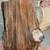 200 million year old PETRIFIED WOOD 1 thumbnail