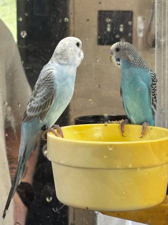Parakeets 1