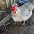 Laying Hens 2 thumbnail