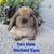 Adorable Holland Lop Baby Bunny 1 thumbnail