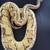 Female ball python 2 thumbnail