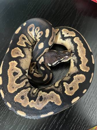 Mujer cinnamón het pied ball python con jaula y calefacción (Elgin)63844237209603120