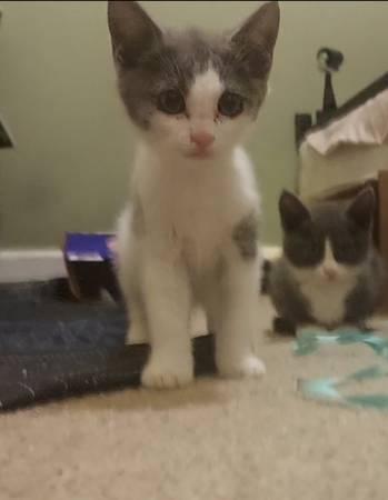 Gatitos (natomas)63848981460099124