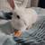 Adorable white baby bunny 4 thumbnail