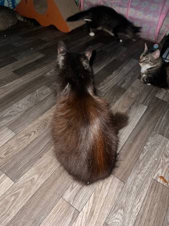 Quiet fluffy spayed female rescued cat (Beaufort)64146956196994121