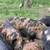 KuneKune and American Guinea Hogs, prices vary-$200 10 thumbnail