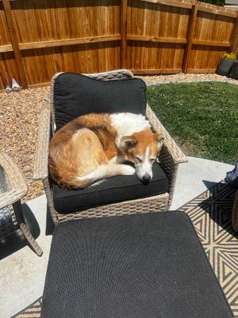 Missing dog (Berkley)64145642753666122