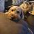 Golden Doodle 1 thumbnail