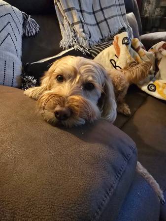 Golden Doodle 1